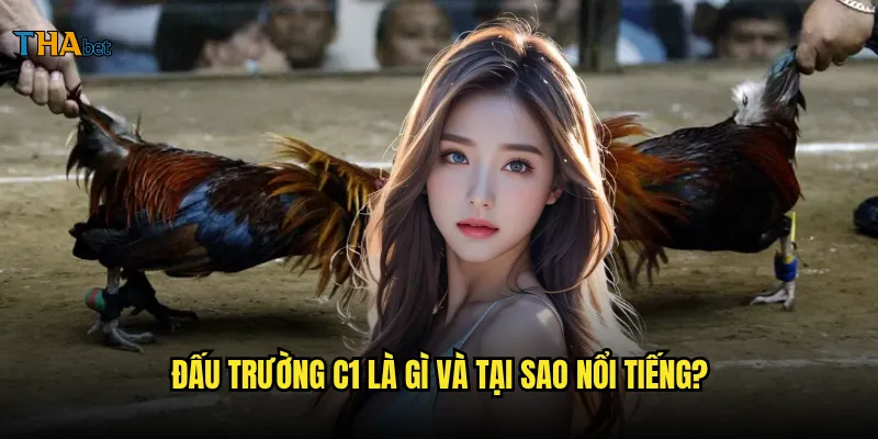 Đá gà trực tiếp C1 tại thabet có gì đặc biệt? 2 Đấu trường C1 là gì và tại sao nổi tiếng?