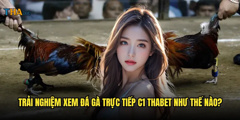 Đá gà trực tiếp C1 tại thabet có gì đặc biệt? 3 Trải nghiệm xem đá gà trực tiếp C1 thabet như thế nào?