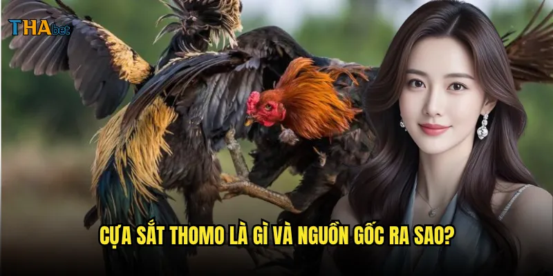 Đá gà cựa sắt Thomo tại thabet có gì thu hút? 2 Cựa sắt Thomo là gì và nguồn gốc ra sao?