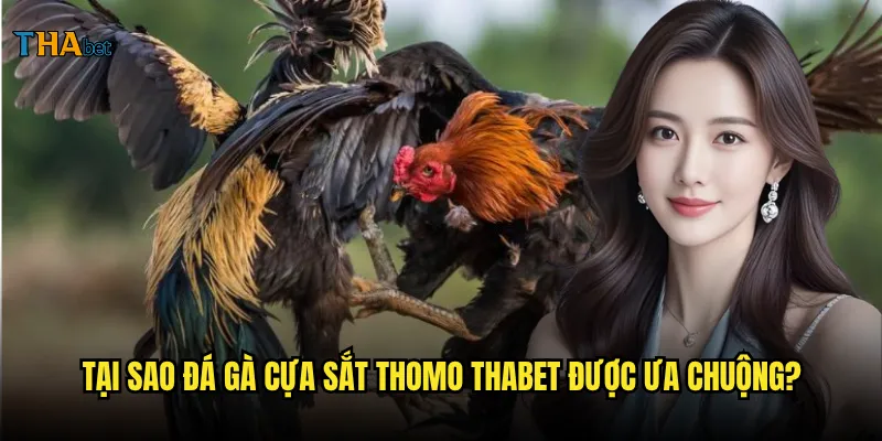 Đá gà cựa sắt Thomo tại thabet có gì thu hút? 3 Tại sao đá gà cựa sắt Thomo thabet được ưa chuộng?