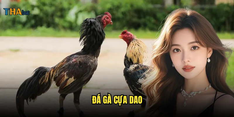 đá gà cựa dao