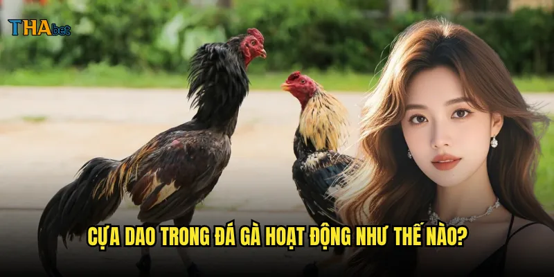 Đá gà cựa dao tại thabet có nguy hiểm không? 2 Cựa dao trong đá gà hoạt động như thế nào?