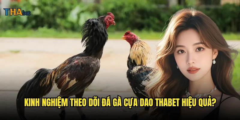 Đá gà cựa dao tại thabet có nguy hiểm không? 3 Kinh nghiệm theo dõi đá gà cựa dao thabet hiệu quả?