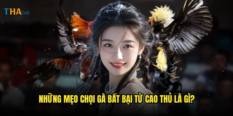 Mẹo chọi gà bất bại tại thabet có thật sự hiệu quả? 2 Những mẹo chọi gà bất bại từ cao thủ là gì?