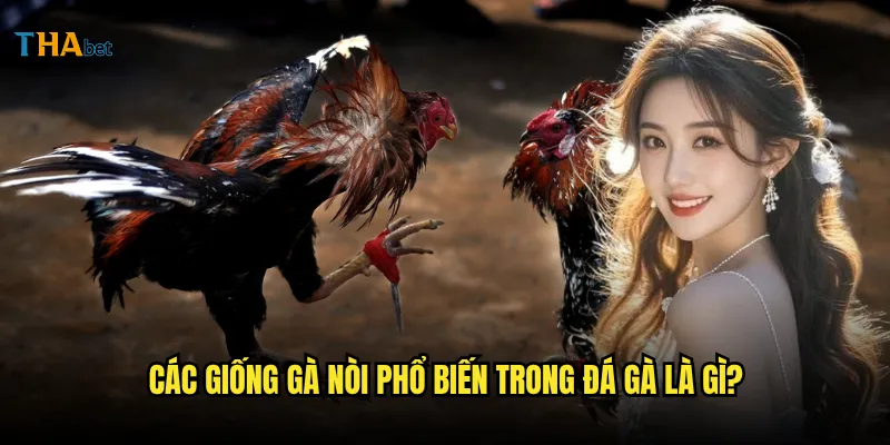 Đá gà nòi tại thabet có những giống gà nào nổi tiếng? 2 Các giống gà nòi phổ biến trong đá gà là gì?