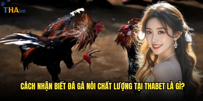 Đá gà nòi tại thabet có những giống gà nào nổi tiếng? 3 Cách nhận biết đá gà nòi chất lượng tại thabet là gì?