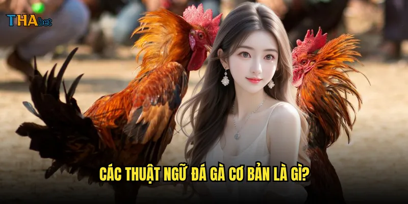 Thuật ngữ đá gà tại thabet người mới cần biết? 2 Các thuật ngữ đá gà cơ bản là gì?