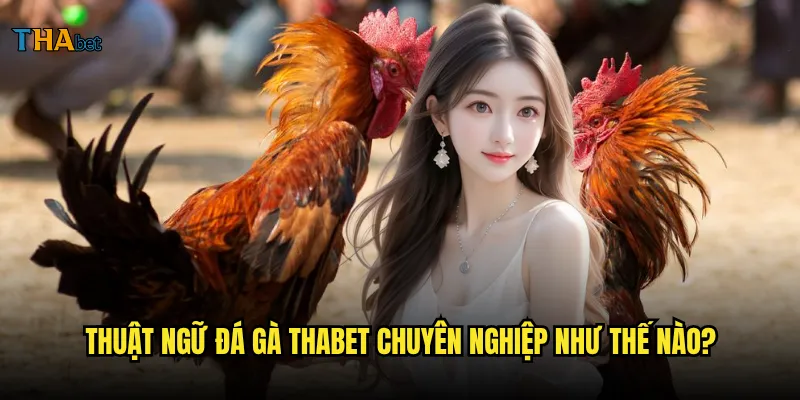 Thuật ngữ đá gà tại thabet người mới cần biết? 3 Thuật ngữ đá gà thabet chuyên nghiệp như thế nào?