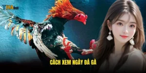 cách xem ngày đá gà