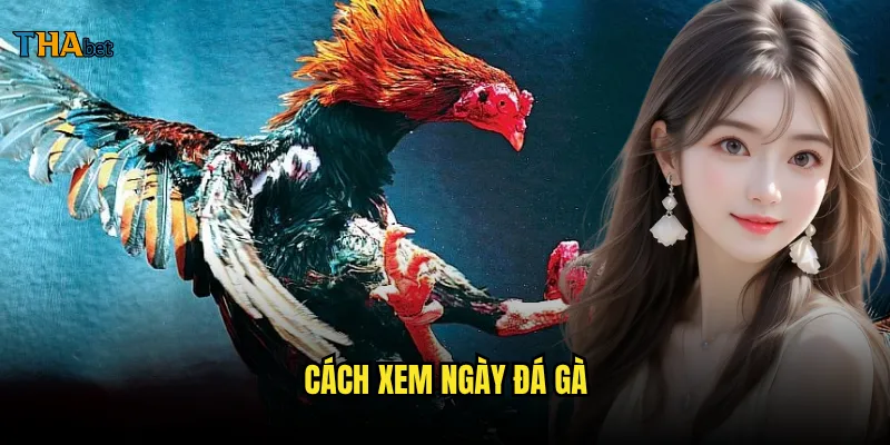 cách xem ngày đá gà
