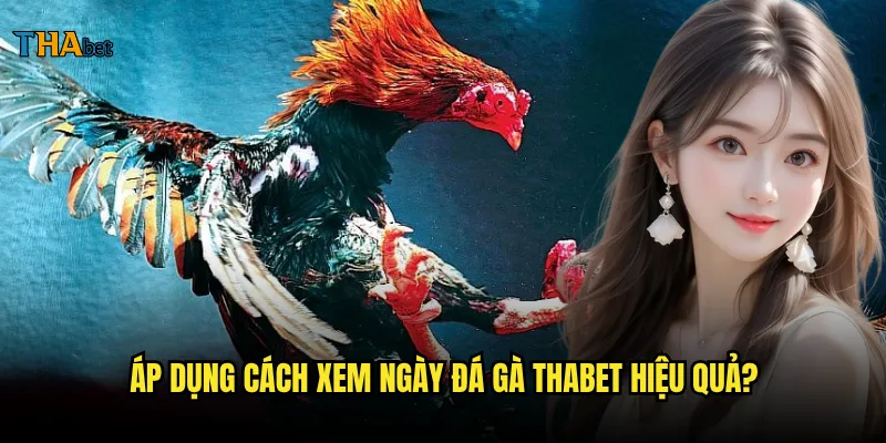 Cách xem ngày đá gà tại thabet chuẩn xác nhất? 3 Áp dụng cách xem ngày đá gà thabet hiệu quả?