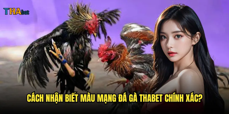 Màu mạng đá gà có ý nghĩa gì và cách phân biệt tại thabet? 3 Cách nhận biết màu mạng đá gà thabet chính xác?
