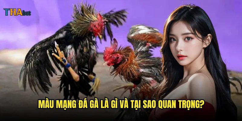 Màu mạng đá gà có ý nghĩa gì và cách phân biệt tại thabet? 2 Màu mạng đá gà là gì và tại sao quan trọng?